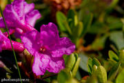 Rhodo