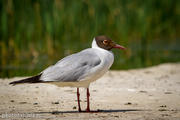 Pescăruș râzător (Chroicocephalus ridibundus)