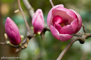 Magnolia